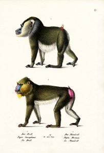 Oefening, 1824